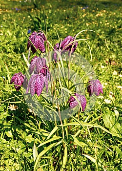 Wild Snake`s-head Fritillary - Fritillaria meleagris, Worcestershire