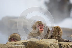 Wild Snow Monkey: Bad Hair Day Misery photo