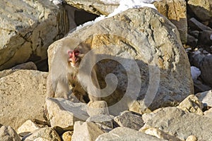 Wild Snow Monkey Baring Teeth photo