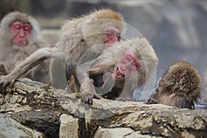 Wild Snow Monkey Displeasure