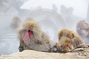 Wild Snow Monkey Facial Expressions: Distraction