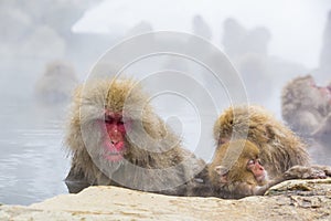 Wild Snow Monkey Facial Expressions: Drowsiness