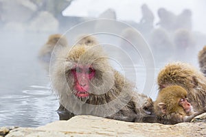 Wild Snow Monkey Facial Expressions: The Stare