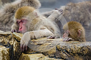 Wild Snow Monkey Mom Asleep on the Rocks