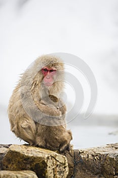 Wild Snow Monkey Mom Protecting Baby on the Rocks