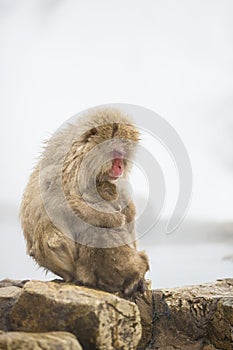 Wild Snow Monkey Mom Shielding Baby from Cold