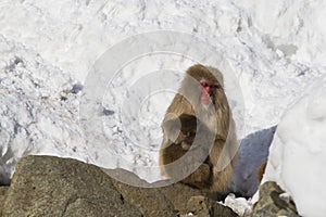 Wild Snow Monkey Nodding off in Snow with Baby