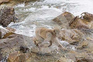 Wild Snow Monkey on a Stroll by Rapids