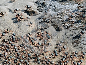 Wild Soldier crabs running away from perceived danger with four at the rear, Whitehaven Beach, Whitsunday Islands photo