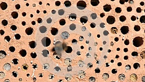 Wild solitary bees Osmia Bicornis flying in front of an insect hotel shelter box in springtime.