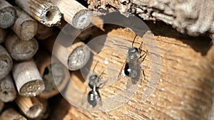 Wild solitary bees Osmia Bicornis flying in front of an insect hotel shelter box in springtime. made of wood trunk, bamboo.