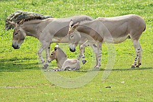 Wild somali