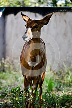 Wild Southafrican gazelle looking photo
