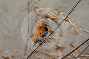 Wild southern red bishop or Euplectes orix . Wildlife photo