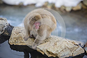 Wild Snow Monkey on Rocky Ledge