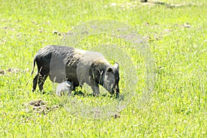 Wild sow with piglet