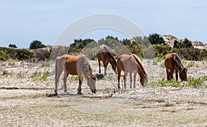 Wild Spanish Decendent Mustangs