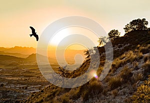 Wild Spanish imperial eagle flies in the Montes de Toledo in the Iberian Peninsula, at sunset. Aquila adalberti or Iberian