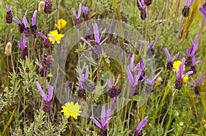 Wild Spanish Lavender