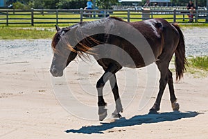 Wild Spanish Mustang Roaming Free Near Public Park in Corolla