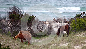 Wild Spanish mustangs of Shackleford Banks