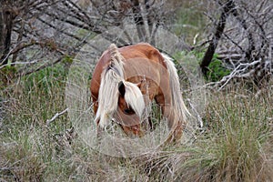 Wild Spanish mustangs of Shackleford Banks