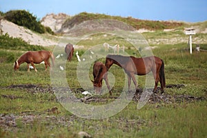 Wild Horses at Corolla photo