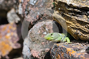 Wild Spanish Ocellated Lizard among rocks