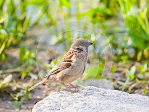 Wild Sparrow Bird