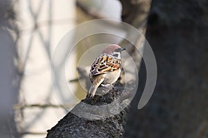 Wild sparrow on tree, Background with bird. Small brown bird sitting on the branch.