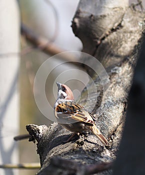 Divoký vrabec na stromě, pozadí s ptákem. Malý hnědý pták sedící na větvi.