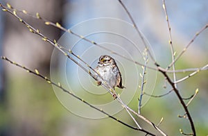 Wild Sparrow in a tree during Spring with budding branches