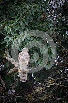 Wild sparrowhawk caught sitting on branch in tree