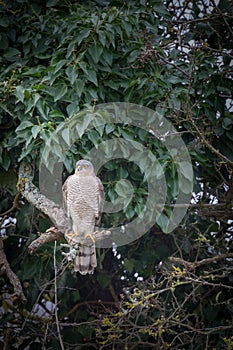 Wild sparrowhawk caught sitting on branch in tree looking