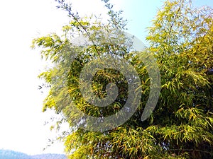 Wild species of bamboo, satpura india