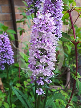 Wild Speckled Meadow Orchid