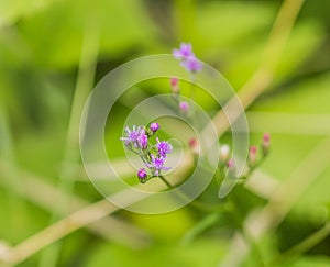 Wild spider flower