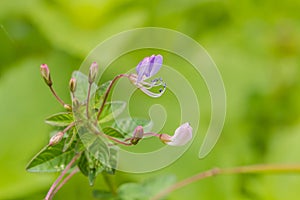 Wild spider flower
