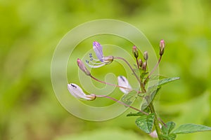 Wild spider flower