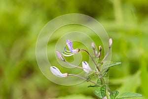 Wild spider flower