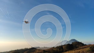 This wild spider makes its nest so neat and thorough, Mount Prau, Dieng, Wonosobo Indonesia