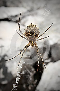 Wild spider on net