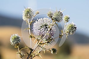 Wild spiky plant. Cyprus.