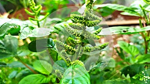 wild spinach flower