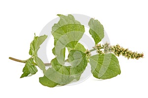 Wild spinach Good King Henry