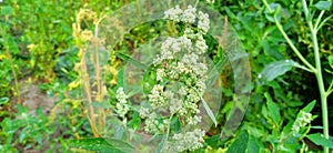 Wild spinach or goosefoot bathua fruits photo