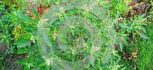 Wild spinach or goosefoot bathua saag photo