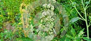 Wild spinach or goosefoot bathua stock photo