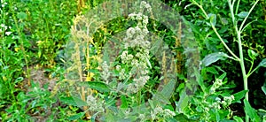 Wild spinach or goosefoot bathua stock photo photo