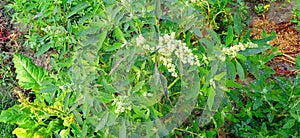 Wild spinach or goosefoot bathua plants